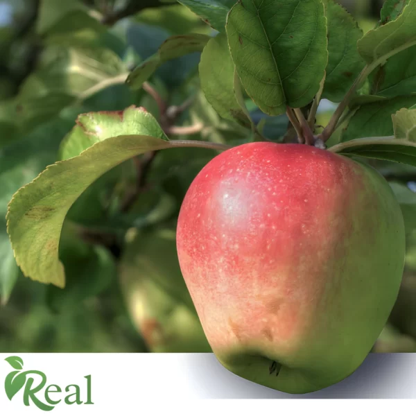 Real Apple 21 scaled