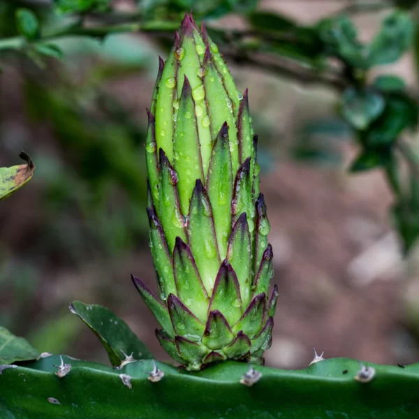 Real Dragon Fruit 20 scaled