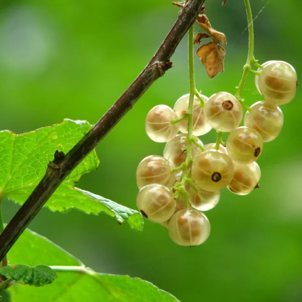 Real Gooseberry7 scaled