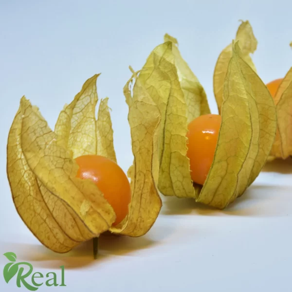 Real Gooseberry8 scaled