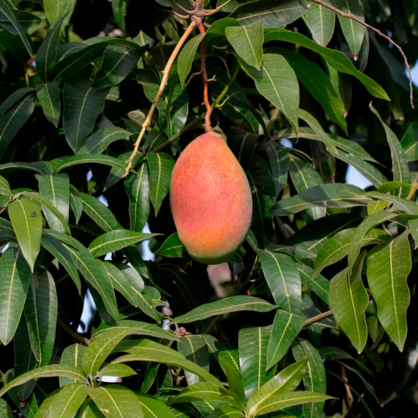 Real Mango 20 scaled