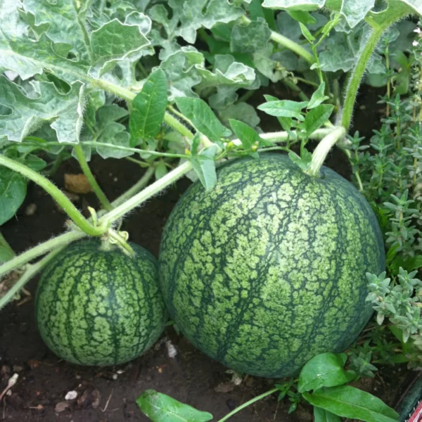 Real Watermelon 13 scaled