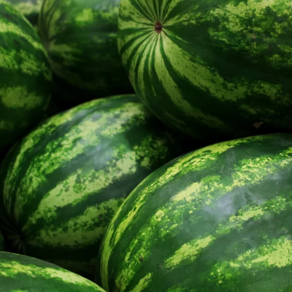 Real Watermelon 9 scaled