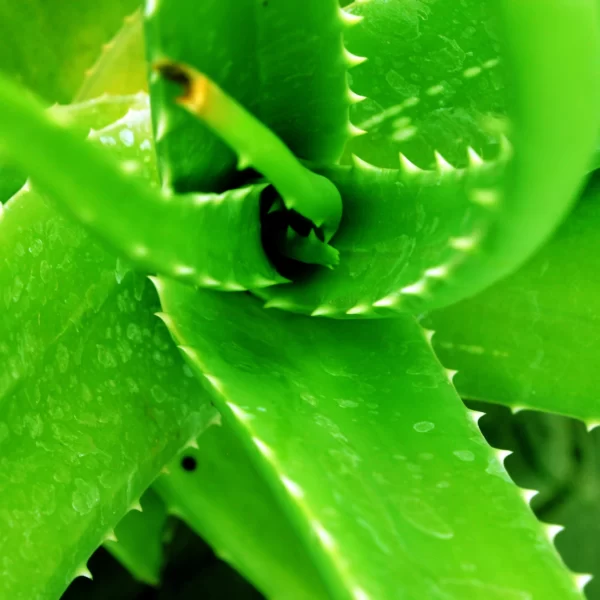 Real Aloevera19 scaled