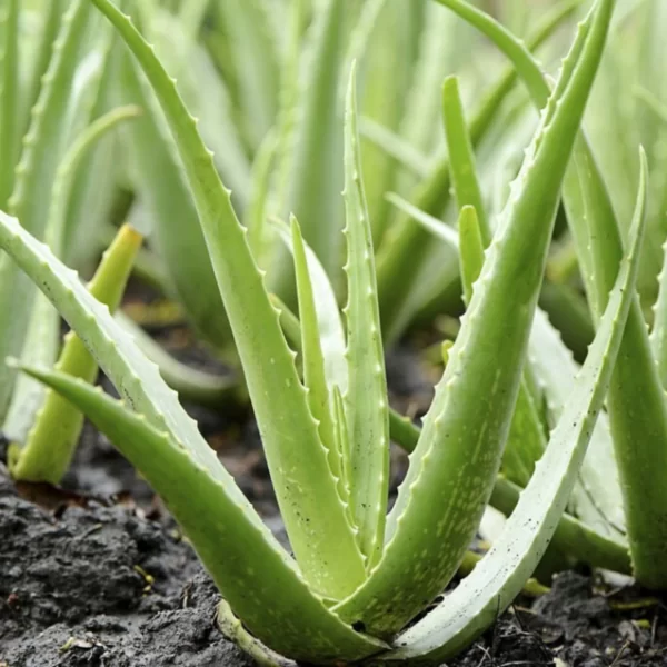 Real Aloevera20