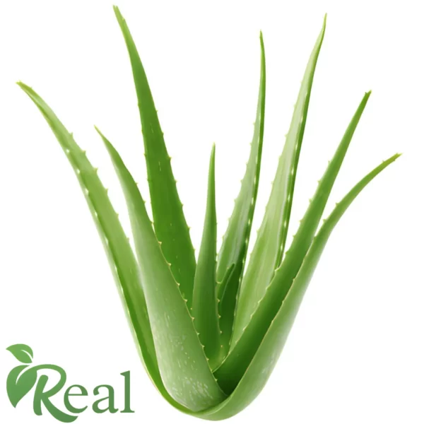 Real Aloevera4