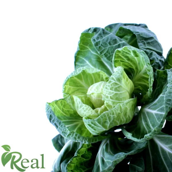 Real Brussels sprout15 scaled