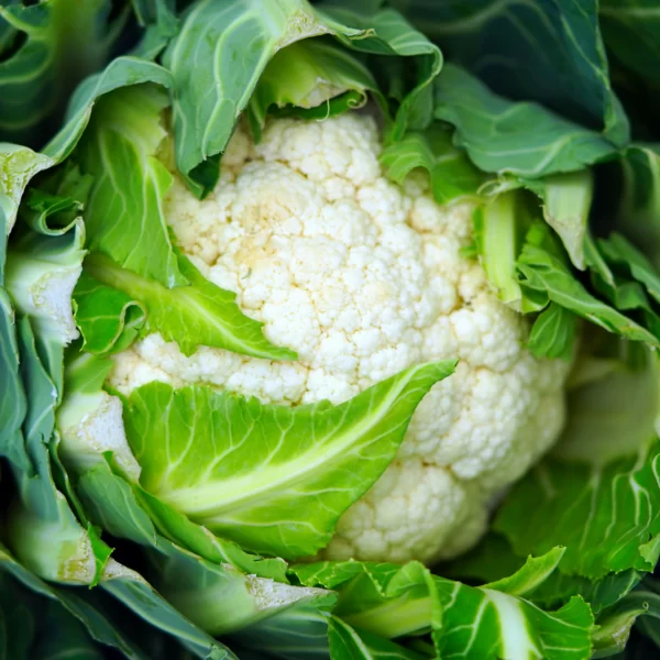 Real Cauliflower 10 scaled