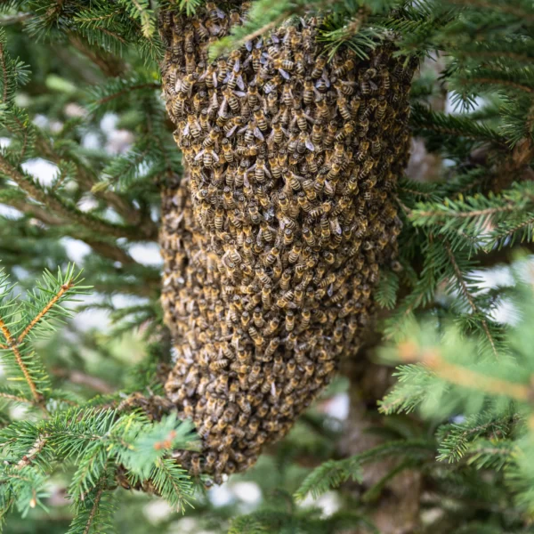 Real Honey 60 scaled