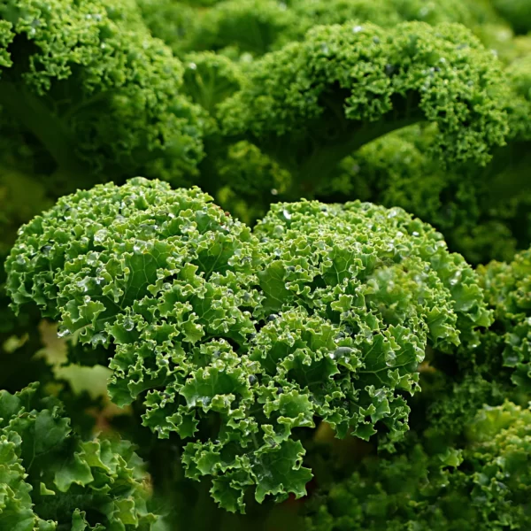 Real Kale10 scaled