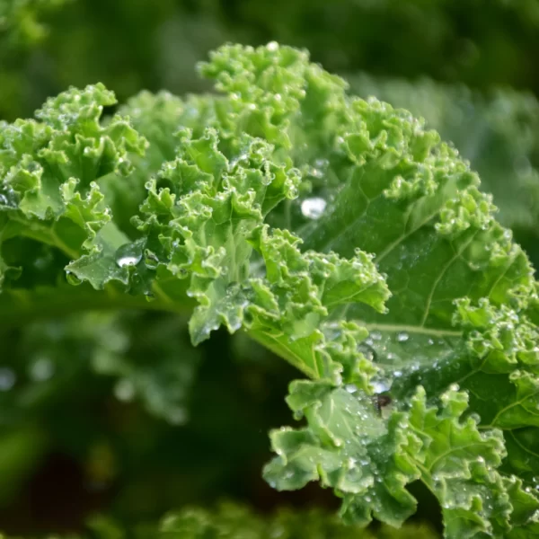 Real Kale6 scaled