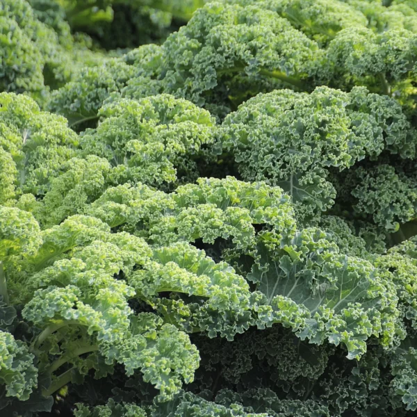 Real Kale8 scaled