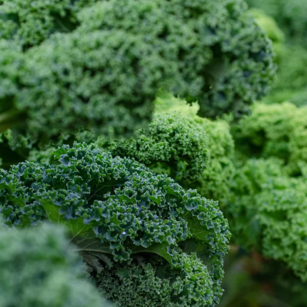 Real Kale9 scaled