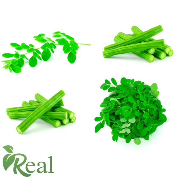 Real Moringa 1 scaled