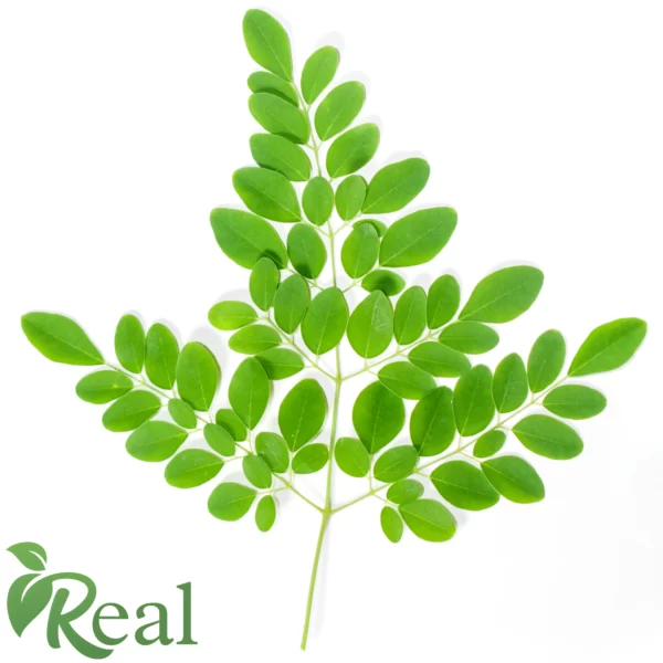 Real Moringa 2 scaled