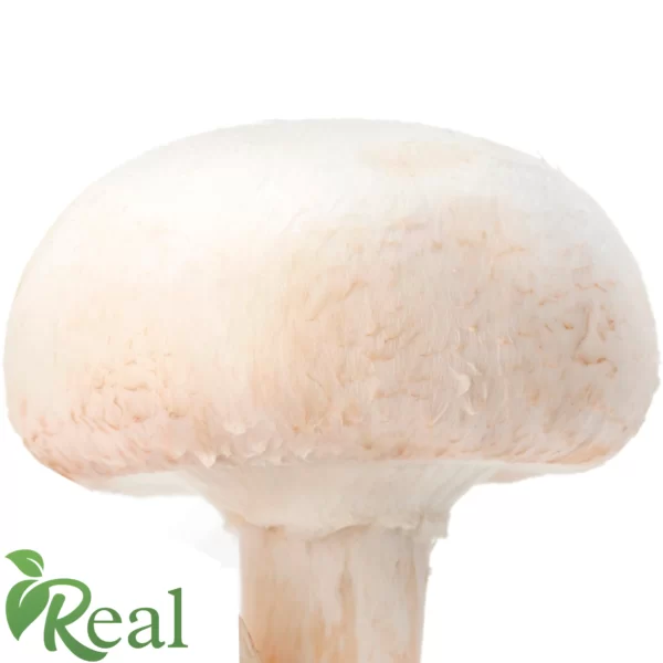 Real Mushroom 21 scaled