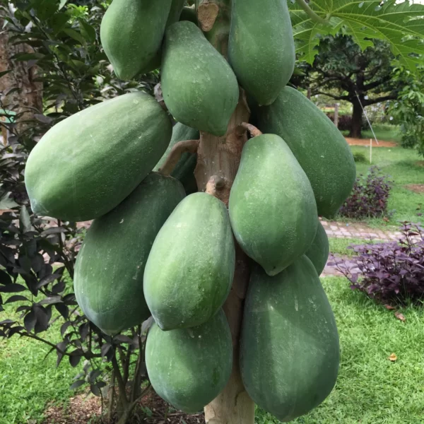 Real Papaya 14 scaled