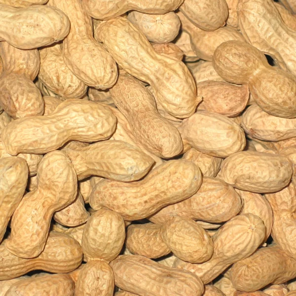 Real Peanut 19 scaled