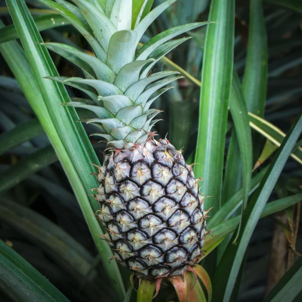 Pineapple - Image 5