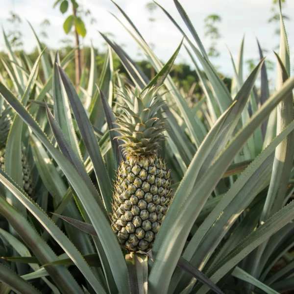 Pineapple - Image 6