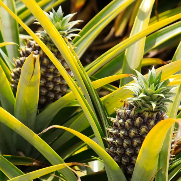 Pineapple - Image 7