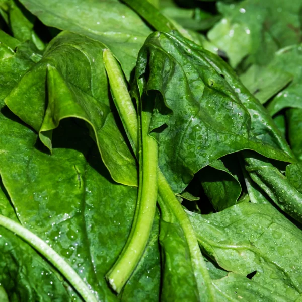 Real Spinach11 scaled