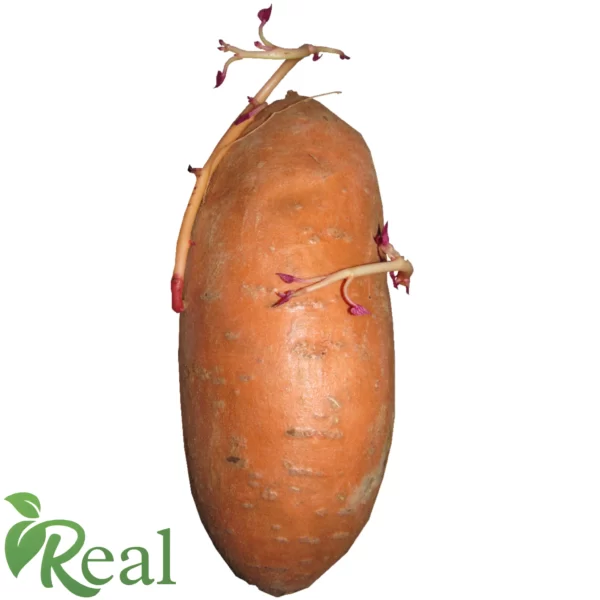 Real Sweet Potato 15 scaled