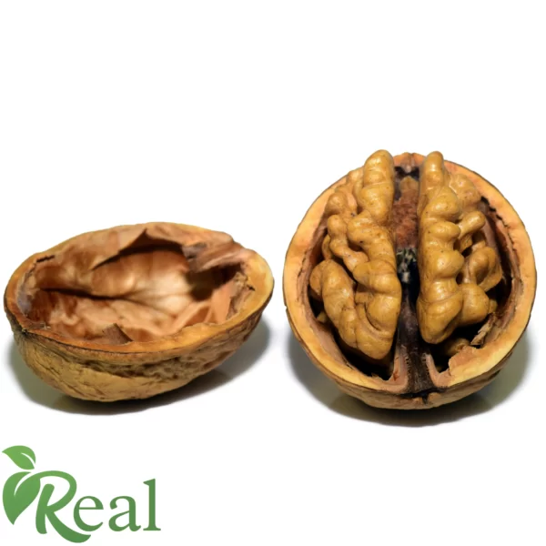 Real Walnut 23 scaled