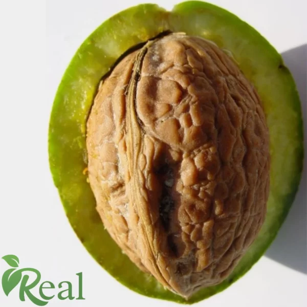 Real Walnut 26