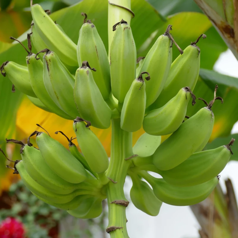 Fresh green bananas on tree, 100% natural farm produce
