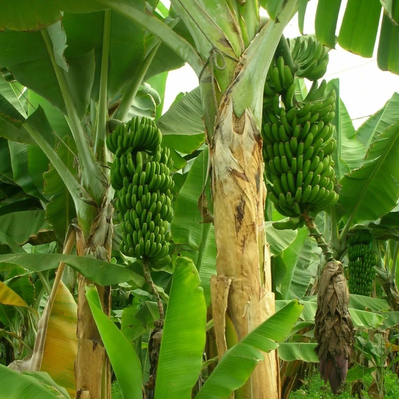 Organic banana plantation, fresh natural farming by Real Grocery