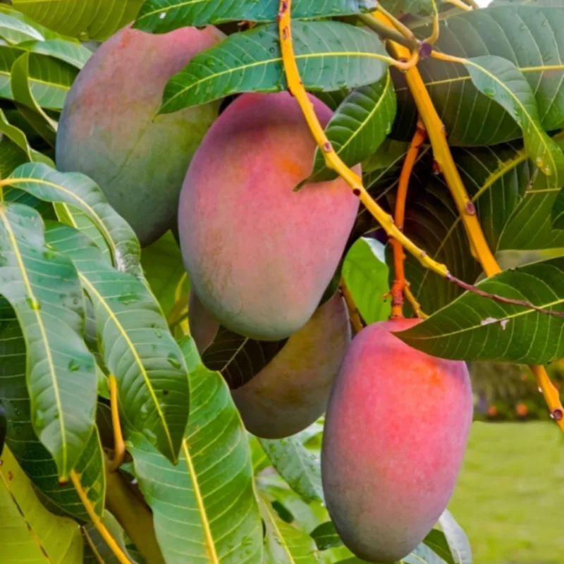 Handpicked Natural Mango, Real Mango on Tree
