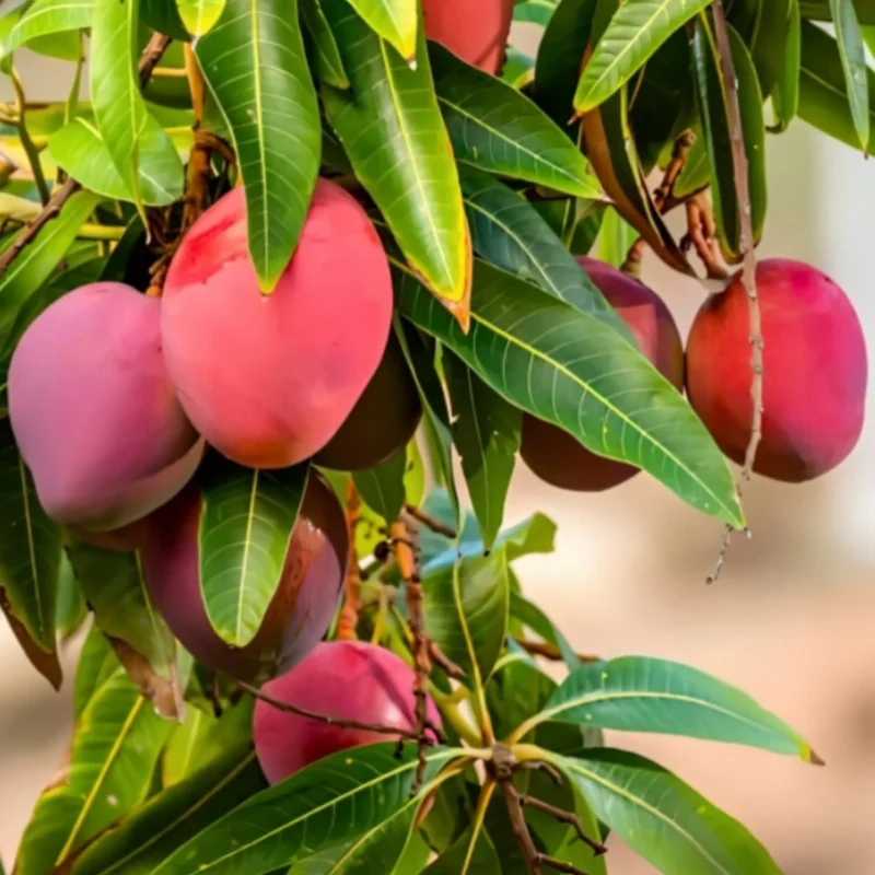 Organic Mango Farming Real